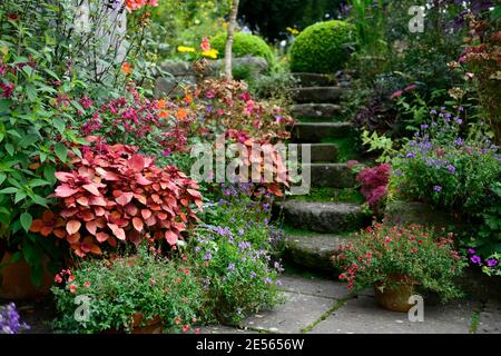 Coleus Lagerfeuer, Solenostemon scutellarioides Lagerfeuer, Dahlia, Salvia Liebe und Wünsche, Blumen, Treppen, Pfad, Orange, Rost, Blätter, Laub, Töpfe, Behälter, terr Stockfoto