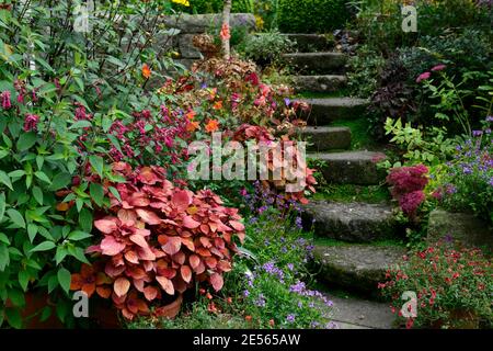 Coleus Lagerfeuer, Solenostemon scutellarioides Lagerfeuer, Dahlia, Salvia Liebe und Wünsche, Blumen, Treppen, Pfad, Orange, Rost, Blätter, Laub, Töpfe, Behälter, terr Stockfoto