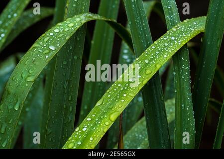 Perlen aus Wasser auf den Blättern einer Iris-Pflanze. Stockfoto