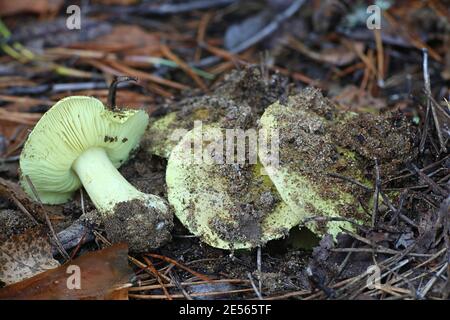 Tricholoma equestre, bekannt als Mann auf dem Pferderücken oder gelber Ritter, wilder Pilz aus Finnland Stockfoto