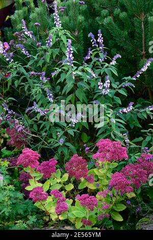 Hylotephium Herbstfreude,Sedum Herbstfreude,Steinekrop,Sedum Sedum Herbstfreude,Sukkulent, salatgrüne Blätter,lachsrosa Blüten,Salvia Phyllis Fanc Stockfoto