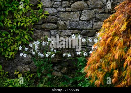 Nicotiana x sanderae duftende Wolke, weiße Blumen, blühend, duftend, Acer palmatum var dissectum, Herbstblätter, Herbstlaub, drehen, drehen, ändern, Stockfoto