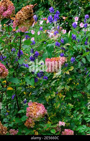 Hortensia Vanilla Fraise, weiße rosa Rispe, Rispen, aconitum carmichaelii arendsii, lila Blüten, wolfsbane, monkshood,, Herbst, Herbst, Herbst, Farben, c Stockfoto