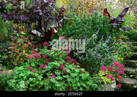 Hylotephium Herbstfreude,Sedum Herbstfreude,Sedum Sedum Herbstfreude,Salvia Phyllis Fancy,ensete ventricosum maurelii,Rot Abessinier Banane, Blätter, fol Stockfoto