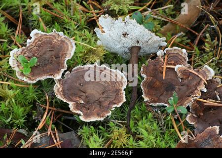 Phellodon connatus, auch bekannt als Phellodon melaleucus, allgemein als grauer Zahn, Wildpilz aus Finnland Stockfoto