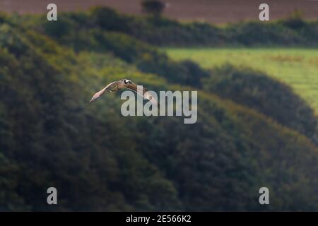 Ein westlicher Fischadler Pandion haliaetus, der über den Gannel River in Newquay in Cornwall fliegt. Stockfoto