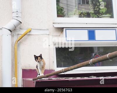 Eine niedliche dreifarbige Katze geht entlang einer Pfeife neben Die Mauer des Wohnhauses Stockfoto