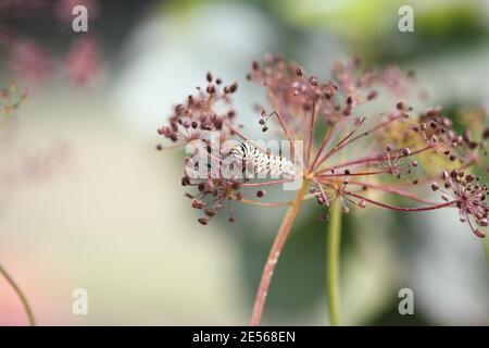 Abstract einer Raupe mit schwarzem Schwalbenschwanz, die getrockneten Dill in einem Kräutergarten frisst. Extrem geringe Schärfentiefe mit verschwommenem Vorder- und Hintergrund. Stockfoto