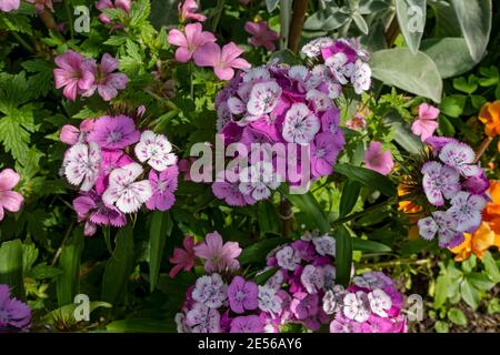 Nahaufnahme von rosa und weißen Sweet William Blumen im Garten im Sommer. Stockfoto