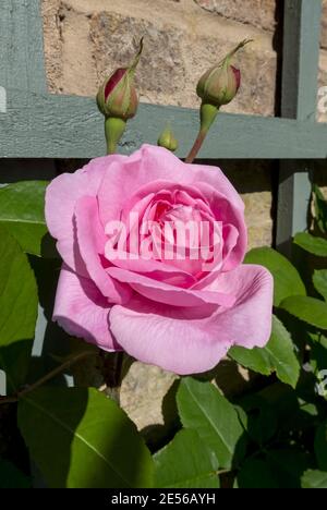 Nahaufnahme einer rosa Rose 'Gertrude Jekyll' Blume im Garten im Sommer. Stockfoto