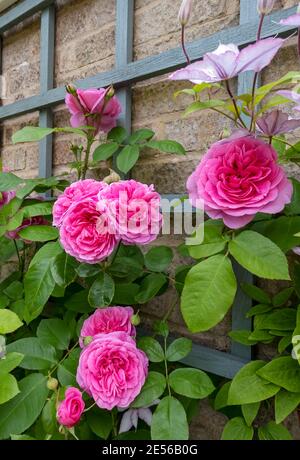 Nahaufnahme der rosa Rose 'Gertrude Jekyll', die im Sommer auf Spalieren an einer Wand im Garten wächst. Stockfoto