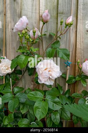 Nahaufnahme von blassrosa Rose 'der großzügige Gärtner' wächst auf einem Holzzaun im Garten im Sommer. Stockfoto