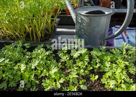 Nahaufnahme von zarten Larkspur- und Kosmospflanzen, die im Frühjahr in Samenschalen im Gewächshaus wachsen. Stockfoto