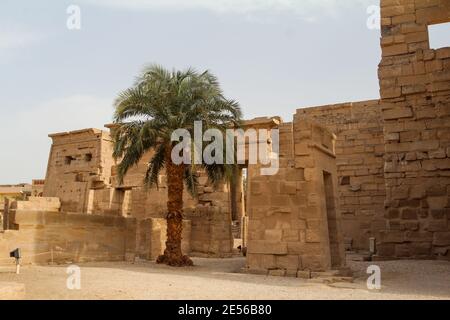 Eine Palme, die einsam im Gericht des Tempels von Ramses III, Theben steht Stockfoto