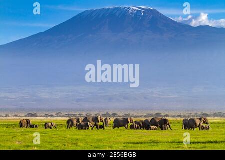 Elefantengruppe vor dem Kilimandscharo, Afrikas höchstem Berg, an einem klaren Tag. Große Herde zusammen. Amboseli Nationalpark, Kenia, Afrika Stockfoto