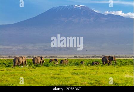 Afrikanische Elefantenfamilie mit schneebedeckter Mount Kilimandscharo, Afrikas höchster Berg, an einem klaren Tag. Amboseli Nationalpark, Kenia, Afrika Stockfoto