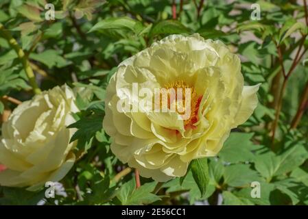 Paeonia arborescens. Laub mehrjährige Strauch mit großen gelben Blüten. Konzept Mein Garten. Nahaufnahme Stockfoto