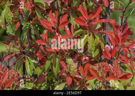 Fraser Photinia, Photinia x fraseri. Immergrüner Strauch mit sattem rot-grünem Laub für Stadt- und Gartenlandschaften. Dekorative Merkmale Landschaftsattrib Stockfoto