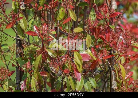 Fraser Photinia, Photinia x fraseri. Immergrüner Strauch mit sattem rot-grünem Laub für Stadt- und Gartenlandschaften. Dekorative Merkmale Landschaftsattrib Stockfoto