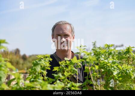 Senior für seinen Garten im Geschäft der Gärten Pflanzen hinter Beerensträuchern. Konzept Mein Garten Stockfoto