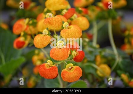 Calceolaria, Damengeldbörse, Pantoffelblume, Taschenbuchblume, Slipperwort mit gelben und orangen Blüten. Dekorative Hybriden für den Garten, Landschaft Stockfoto