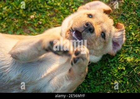 Nahaufnahme von liebenswert gelb Labrador Retriever Welpen mit Bauch auf dem Gras. Welpe ist Stretching ist Beine und Blick auf die Kamera Stockfoto