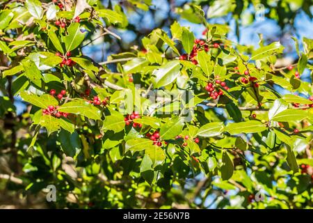 Nahaufnahme der Zweige eines großen Stechbeerbaumes Voller Trauben von roten Beeren an einem sonnigen Tag Im Winter Hintergründe Tapeten und Texturen Stockfoto