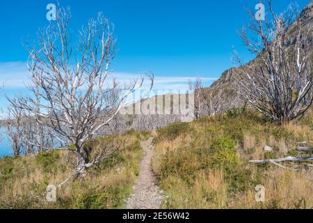 Magisch farbenprächtiges Tal mit toten Wäldern, Lagunen, Gletscherbächen und hohen Bergen im Torres del Paine Nationalpark, Patagonien, Chile, GO Stockfoto