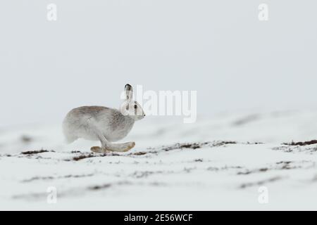 Berghase (lepus timidus) Stockfoto