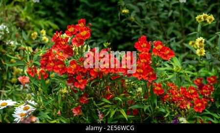 Winterharte, bunte, rote, gelbe und schwarze Alstromeria, peruanische Lilie in einem australischen Garten Stockfoto