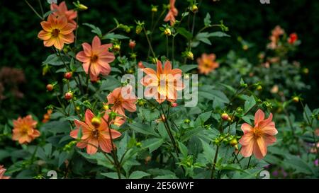 Mehrere Dahlien mit Aprikosen und Zitronen in einem australischen Garten Stockfoto