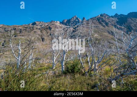 Magisch farbenprächtiges Tal mit toten Wäldern, Lagunen, Gletscherbächen und hohen Bergen im Torres del Paine Nationalpark, Patagonien, Chile, GO Stockfoto