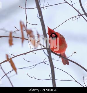 Ein leuchtend roter männlicher Kardinal mit einem schneeweißen Backgroud steht auf einem Ast, wobei sein Kopf zur Seite geneigt ist. Stockfoto