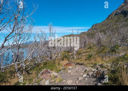 Magisch farbenprächtiges Tal mit toten Wäldern, Lagunen, Gletscherbächen und hohen Bergen im Torres del Paine Nationalpark, Patagonien, Chile, GO Stockfoto