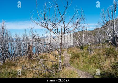 Magisch farbenprächtiges Tal mit toten Wäldern, Lagunen, Gletscherbächen und hohen Bergen im Torres del Paine Nationalpark, Patagonien, Chile, GO Stockfoto