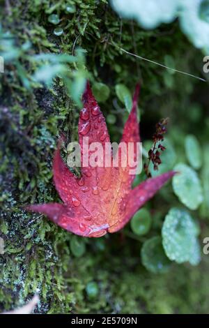 Frisch gefallenes rotes trockenes Blatt auf grünem Gras. Stockfoto