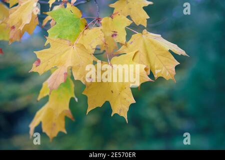 Gelbe Blätter fallen im Herbst auf grünen Hintergrund. Stockfoto