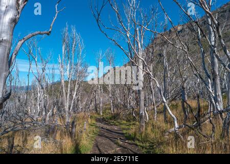 Magisch farbenprächtiges Tal mit toten Wäldern, Lagunen, Gletscherbächen und hohen Bergen im Torres del Paine Nationalpark, Patagonien, Chile, GO Stockfoto