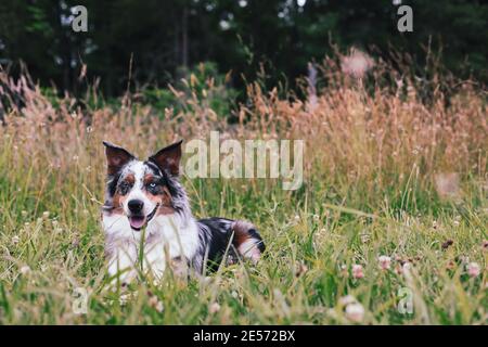 Schöner junger Rüde Blue Merle Australian Shepherd Hund liegend in einem Sommerfeld. Selektiver Fokus mit verschwommenem Vorder- und Hintergrund. Stockfoto