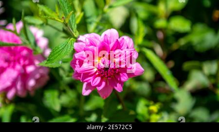 Zwei rosa Wasserlilie Dahlien in einem Garten Stockfoto