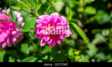 Zwei rosa Wasserlilie Dahlien in einem Garten Stockfoto