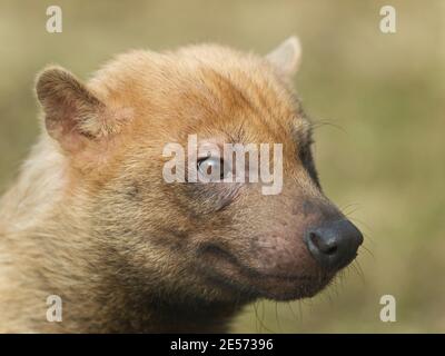 Porträt seltener Canis-Arten - Buschhund Stockfoto