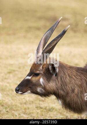 Kopf des nil lechwe männlich - Kobus megaceros Stockfoto