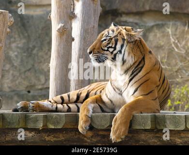 Junger sumatratiger - Panthera tigris sumatrae Stockfoto