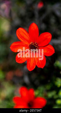 Einzelne rote Dahlie mit dunklem kastanienfarbenem Laub in einem australischen Garten Stockfoto