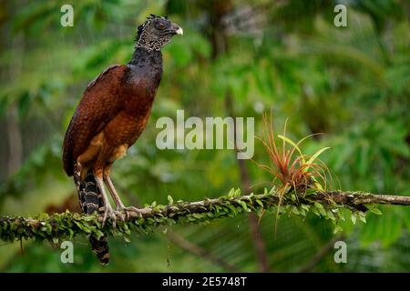 Great Curassow - Crax rubra großer, fasanenähnlicher Großvogel aus den Neotropischen Regenwäldern, von Mexiko über Mittelamerika bis nach West-Kolumbien Stockfoto