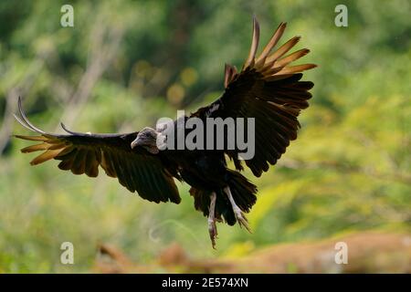 Schwarzgeier - Coragyps atratus oder amerikanischer Schwarzgeier, Vogel in der Familie der New World Geier, aus dem Südosten der Vereinigten Staaten bis Peru, Chile A Stockfoto