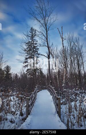 Ein schneebedeckter Weg führt über eine Holzbrücke über gefrorenes Feuchtgebiet Schilf und Kattails und in den Wald. Hohe Bäume reichen in einen lebendigen Himmel in diesem Stockfoto