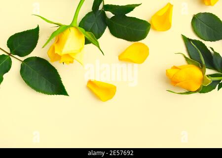 Schöne gelbe Rosen mit grünen Blättern und Blütenblättern auf gelb Hintergrund Stockfoto