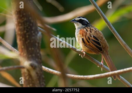 Peucaea ruficauda - Stripe-headed Sparrow ist amerikanischer Sperling, Rassen aus Mexiko, einschließlich der transversalen Bereiche, Cordillera Neovolcanica bis Pazifik Stockfoto